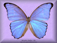 190-butterfly-Morpho-Didius-(M)