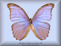 191-butterfly-Morpho-Godarti-Assarpai-(M)-Peru