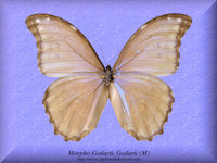192-butterfly-Morpho-Godarti-Godarti-(M)-Bolivia