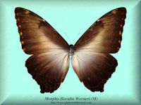 193-butterfly-Morpho-hecuba-werneri-(M)
