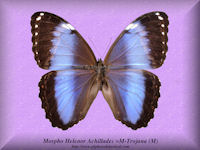 194-butterfly-Morpho-Helenor-Achillades-M-Trojana-(M)Paraguay