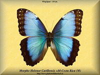 195-butterfly-Morpho-Helenor-Carillensis-(M)-Costa-Rica