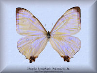 196-butterfly-Morpho-Lympharis-Ockendeni-Peru