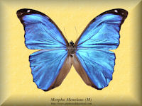 197-butterfly-Morpho-Menelaus-(M)