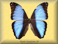 198-butterfly-Morpho-Neoptolemus-Preu-(M)