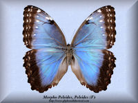 199-butterfly-Morpho-Peleides,Peleides-(F)-Colombia