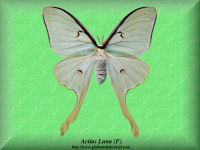 2-butterfly-Actias-Luna-Moth-(F)-NY-USA-