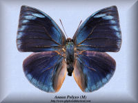 20-butterfly-Anaea-Polyxo-(M)-Peru
