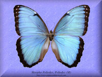 200-butterfly-Morpho-Peleides,Peleides-(M)-Colombia