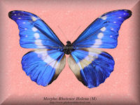 204-butterfly-Morpho-Rhetenor-Helena-1-(M)