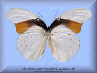 207-butterfly-Morphotaenaris-Schoenbergi-Kenricki-(M)-Arfak
