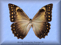 208-butterfly-Morpho-Telemachus-Penelope-(F)-Peru