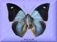 21-butterfly-Anaea-sp