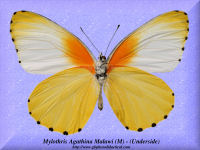 213-butterfly-Mylothris-Agathina-(Malawi)-(M)-(Underside)-Malawi