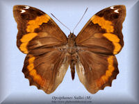 219-butterfly-Opsiphanes-Sallei-(M)-Peru