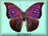 22-butterfly-Anaea-Tyrianthina-(M)-Peru