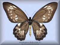 233-butterfly-Ornithoptera-Rothschildi-(F)