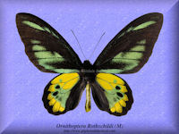 234-butterfly-Ornithoptera-Rothschildi-(M)