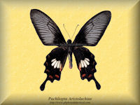 237-butterfly-Pachliopta-Aristolachiae