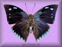 24-butterfly-Anaea-Xenocrates-(M)-Peru