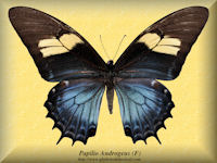 244-butterfly-Papilio-Androgeus-(F)-Peru