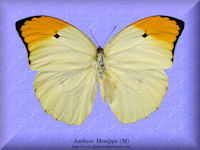 25-butterfly-Anteos-Menippe-(M)-Peru
