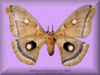26-butterfly-Antheraea-Polyphemus-(F)