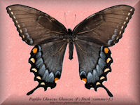 263-butterfly-Papilio-Glaucus-Glaucus-(F)-Dark-(summer-f.)-PAGA-USA