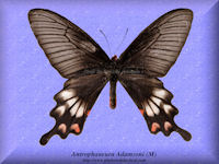 27-butterfly-Antrophaneura-Adamsoni-(M)-Thailand