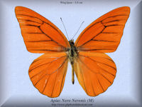 28-butterfly-Apias-Nero-Neronis-(M)-Kangean