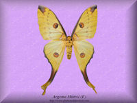 29-butterfly-Argema-Mittrei-(F)-Madagascar