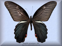 292-butterfly-Papilio-protenor-(M)-China