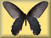 293-butterfly-Papilio-Rhetenor-(M)-India