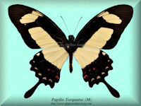 296-butterfly-Papilio-Torquatus-(M)-Peru