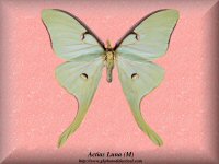3-butterfly-Actias-Luna-Moth-(M)-NY-USA