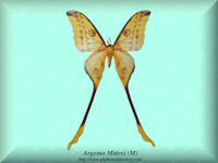 30-butterfly-Argema-Mittrei-(Moth)-(M)-Madagascar