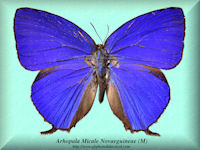 31-butterfly-Arhopala-Micale-Novaeguineae-(M)-Irian-Jaya