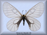 312-butterfly-Parnassius-Glacialis-(M)-China-