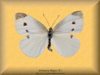 32-butterfly-Artogeia-rapa-(F)