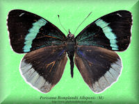 322-butterfly-Perisama-Bomplandii-Albipenis-(M)-San-Martin-Peru