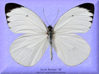 33-butterfly-Ascia-Buniae-(M)-Peru