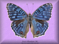 333-butterfly-Precis-Rhadama-(M)-Madagascar