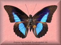 336-butterfly-Prepona-Sub-Omphale-Pseudoomphale-(M)-Peru