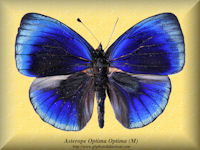 34-butterfly-Asterope-Optima-Optima-(M)-Peru