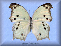 341-butterfly-Salamis-Parhassus-(M)-RCA