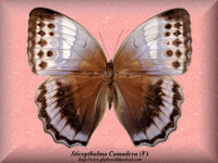 348-butterfly-Sticopthalma-Camadeva-(F)-India