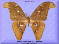 35-butterfly-Attacus-Atlas-Moth-(F)