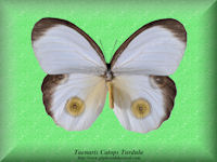 351-butterfly-Taenaris-Catops-Turdula