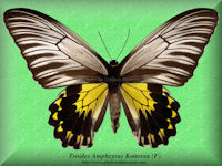 356-butterfly-Troides-Amphrysus-Kottovea-(F)-Banggi