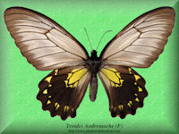 358-butterfly-Troides-Andromache-(F)-Sabah-Borneo